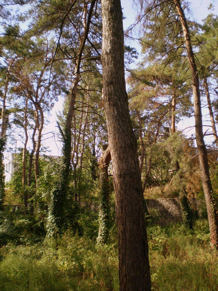 Українка з panoramio.com - Ukrayinka