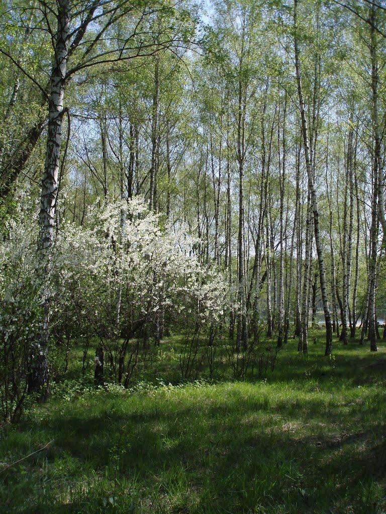 Піщане з panoramio.com - Песчаное