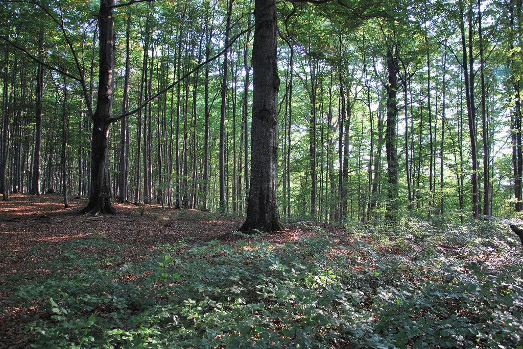 Підгірне з panoramio.com - Підгірне