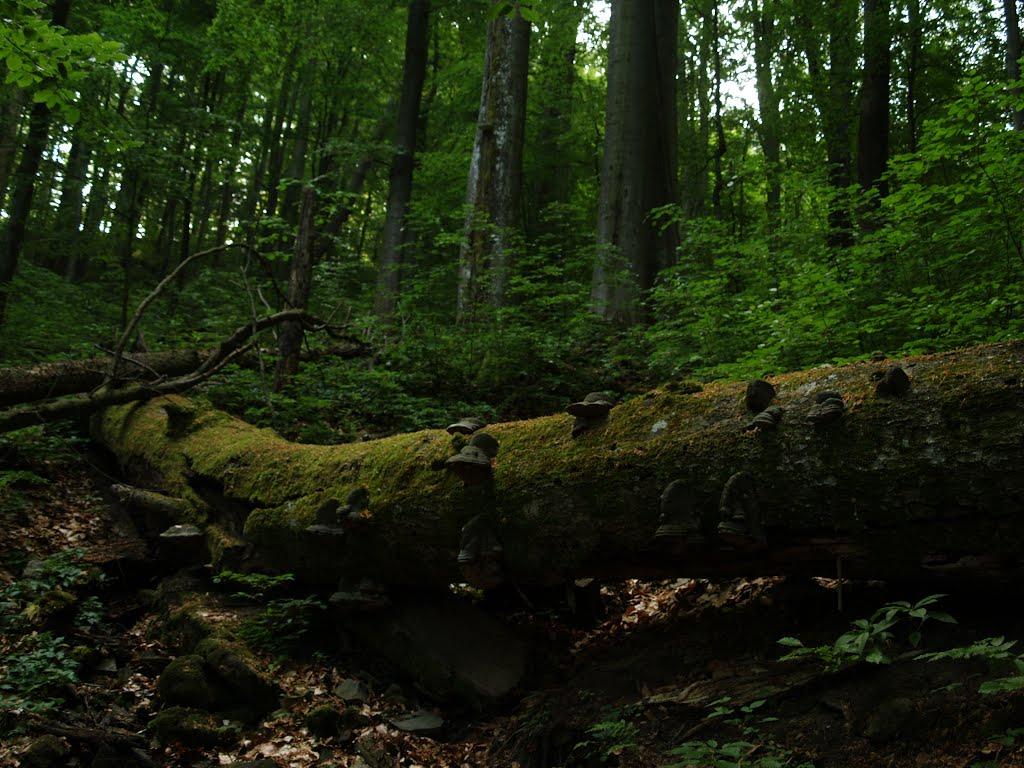 Стричава з panoramio.com - Стричава
