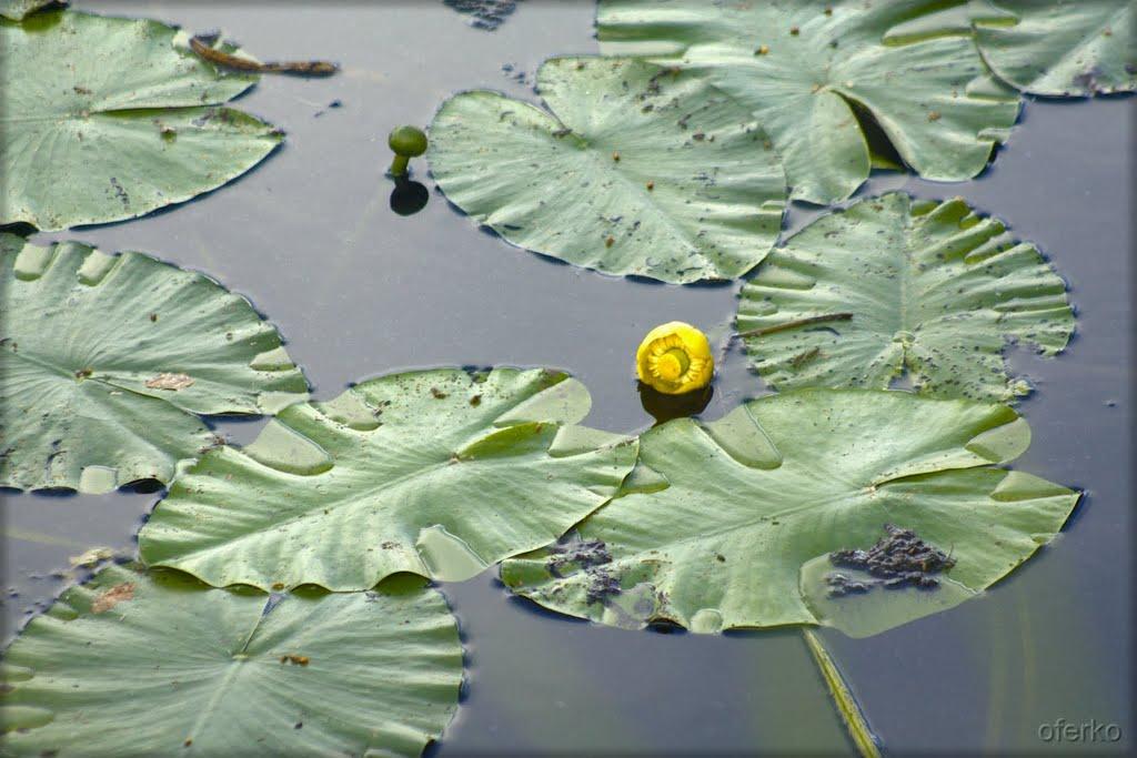 Оклі Гедь з panoramio.com - Оклі Гедь
