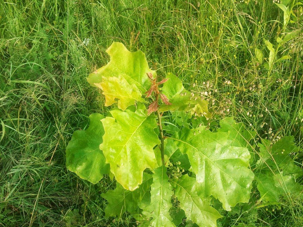 Шумляни з panoramio.com - Шумляни