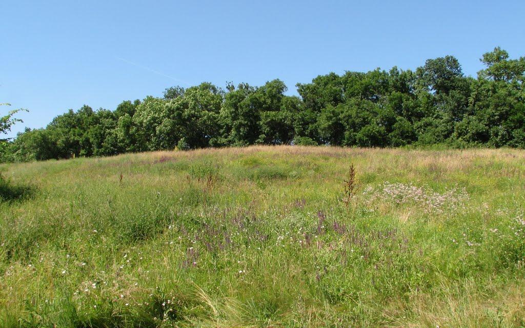 Підлісне з panoramio.com - Підлісне