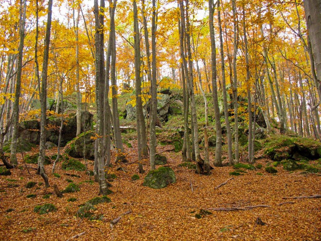 Ільниця з panoramio.com - Ільниця