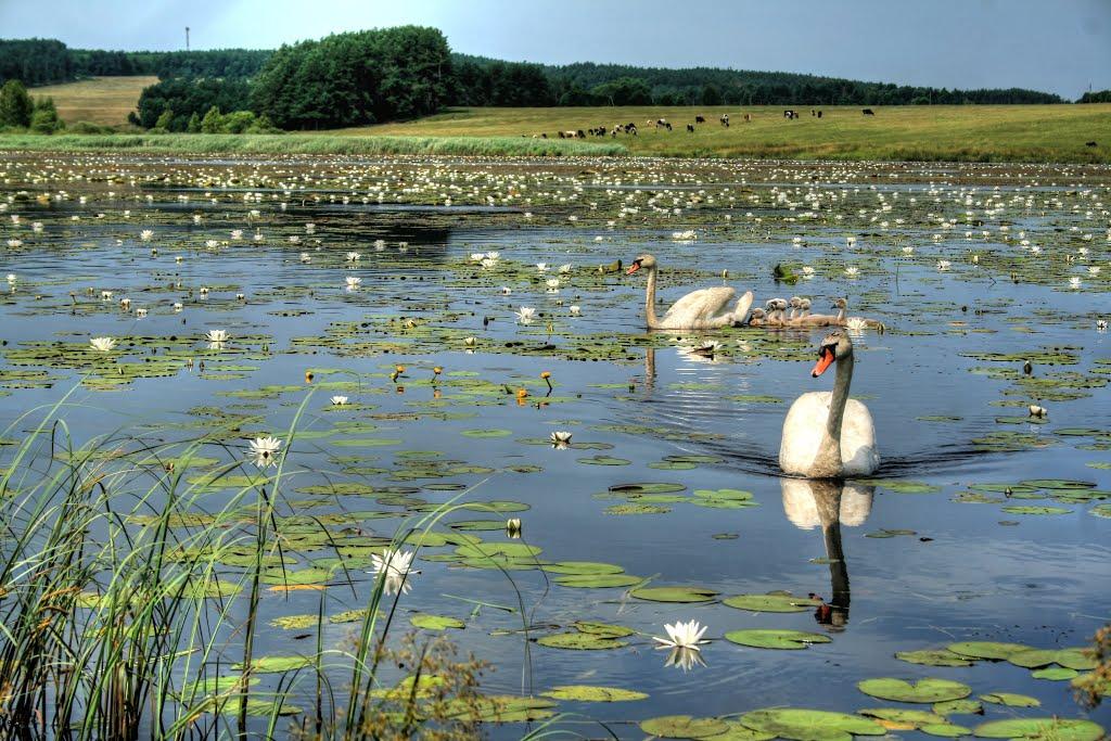 Кошечки з panoramio.com - Кошечки