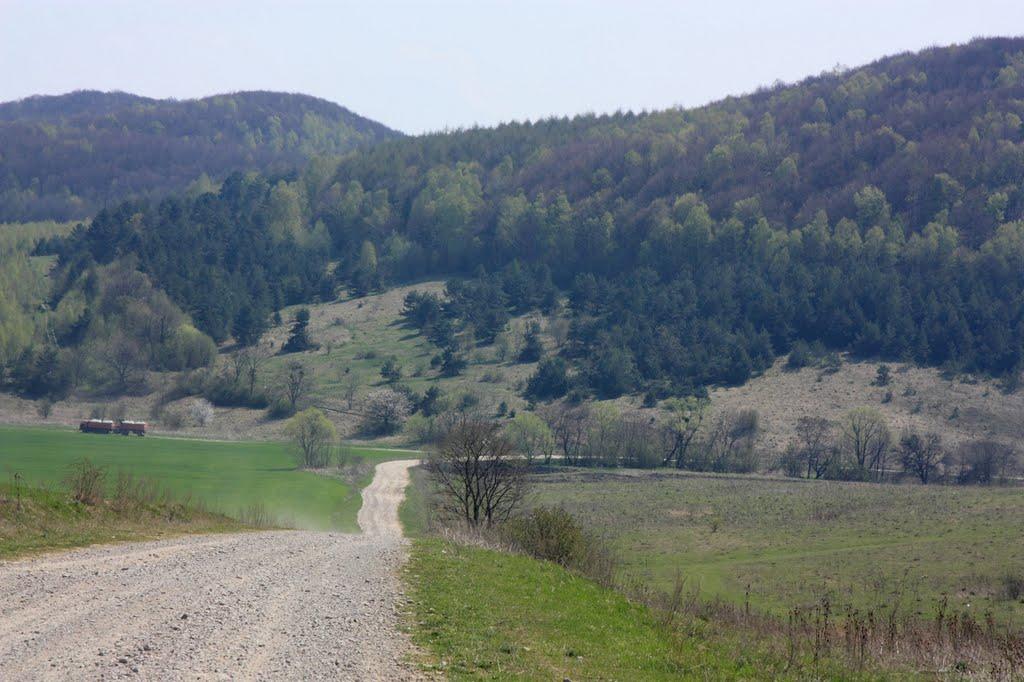 Видра з panoramio.com - Видра