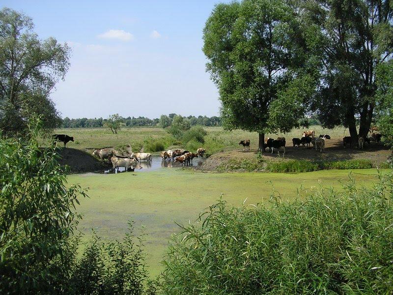 Слабин з panoramio.com - Slabyn