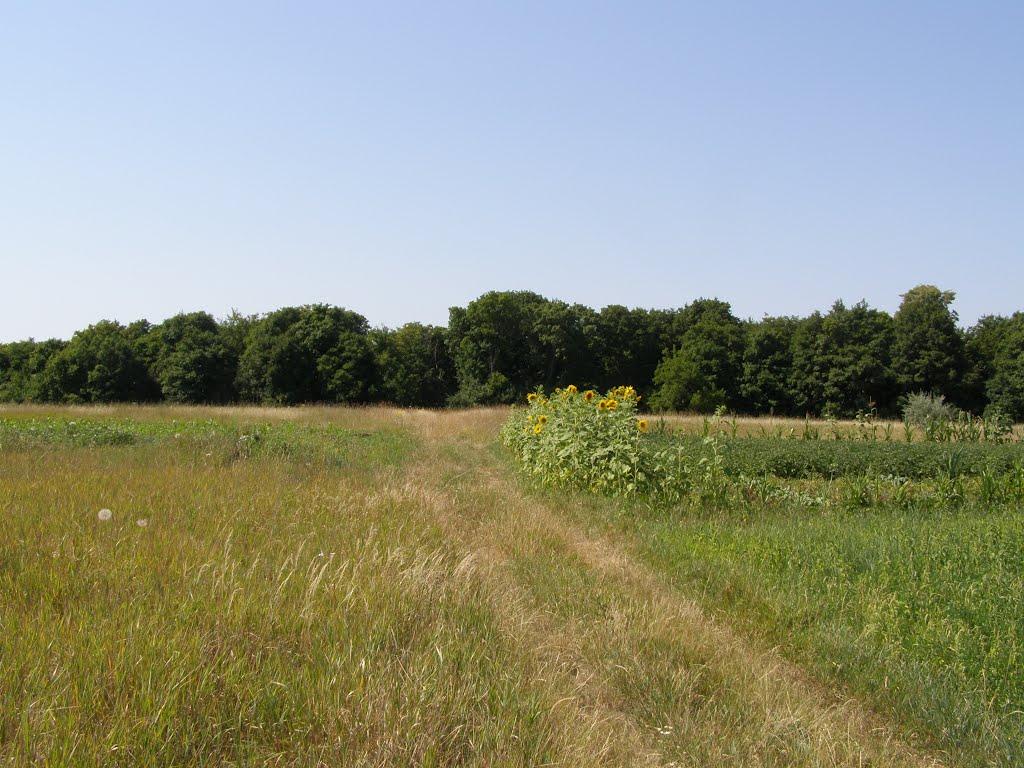 Гусачівка з panoramio.com - Гусачівка