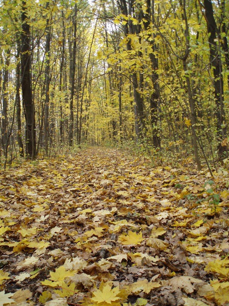 Радьківка з panoramio.com - Radkivka