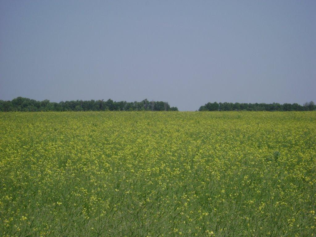 Махаринці з panoramio.com - Махаринцы