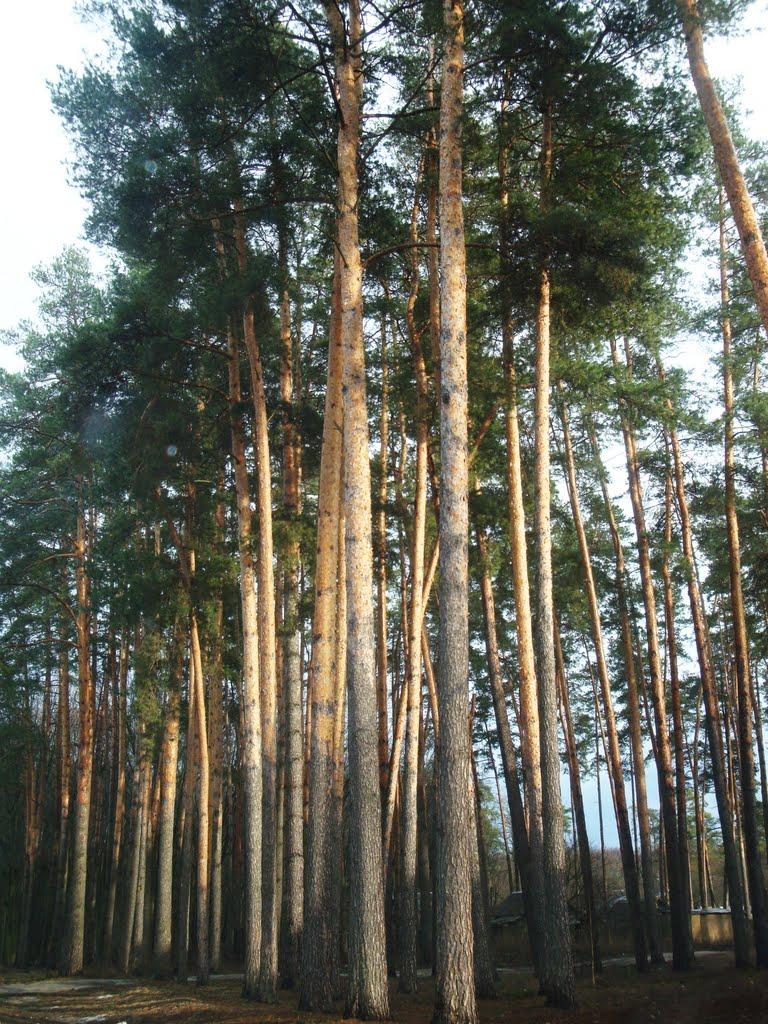 Дзюбівка з panoramio.com - Дзюбовка