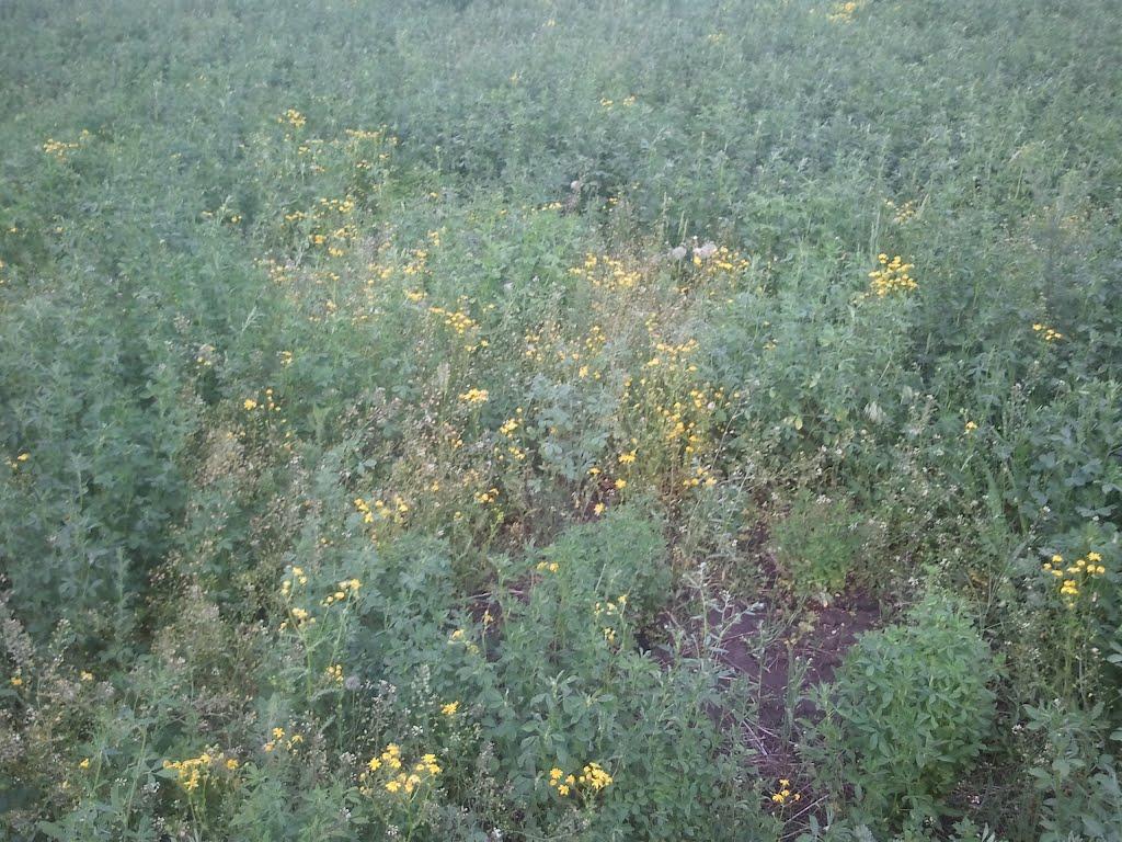 Куп'янськ з panoramio.com (ч.2) - Купянск