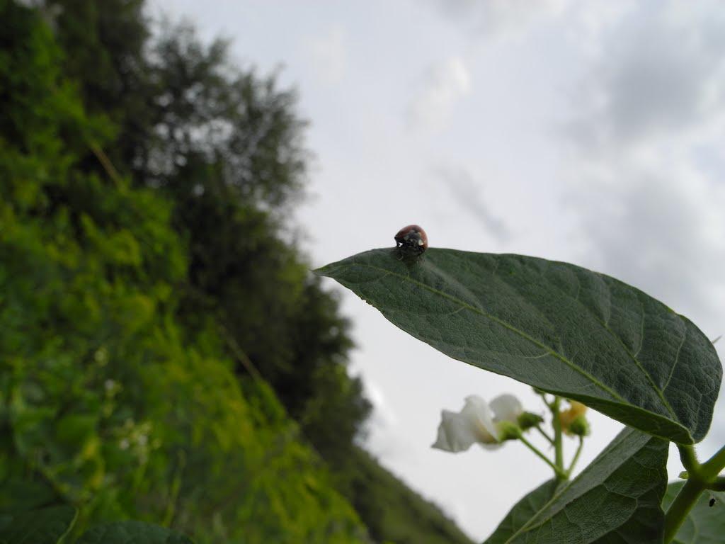 Пархоменко з panoramio.com - Пархоменко