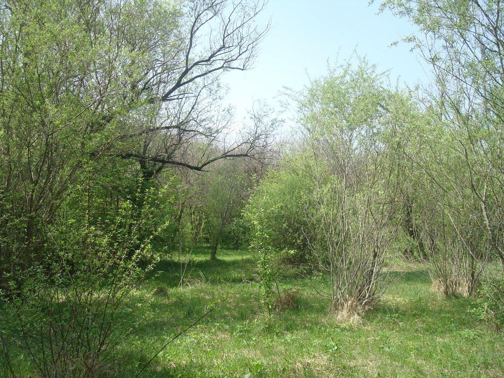 Любомирівка з panoramio.com - Любомирівка