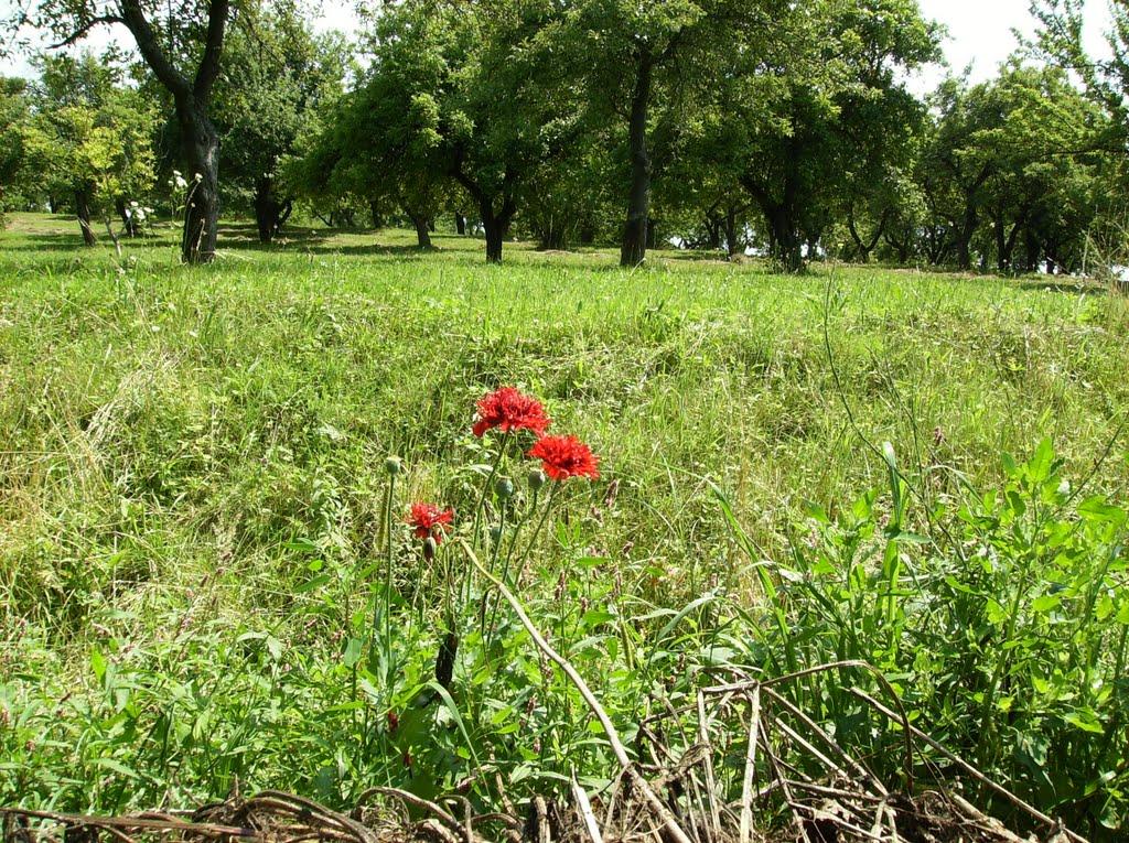 Гостинцеве з panoramio.com - Гостинцеве