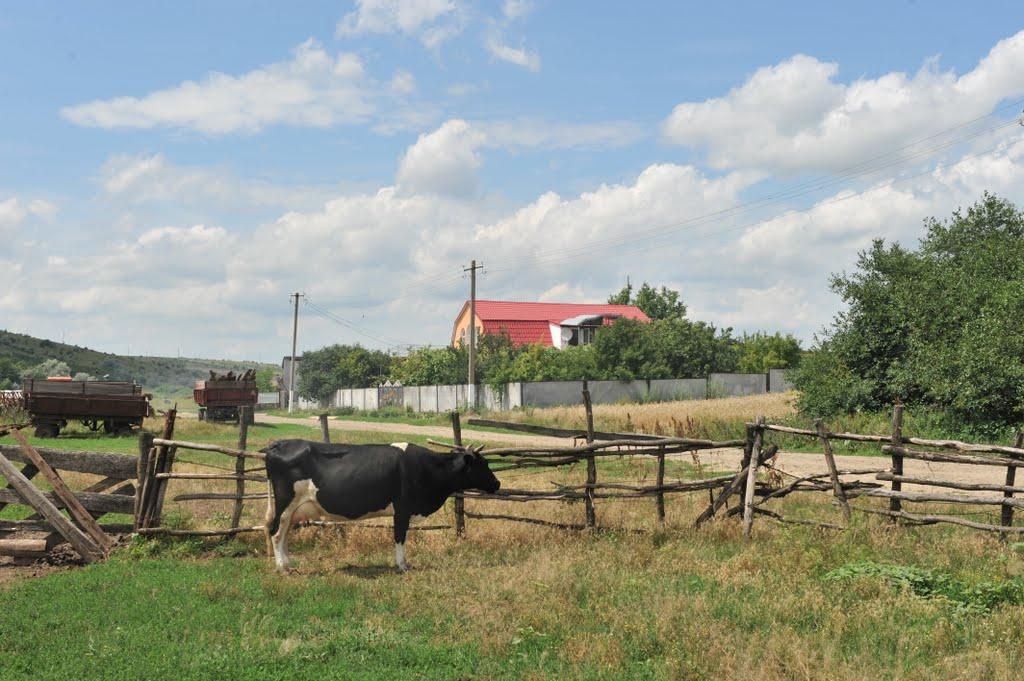 Адамівка з panoramio.com - Адамівка