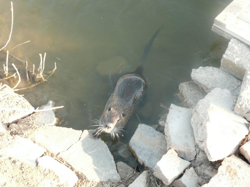 Чайкине з panoramio.com - Чайкине