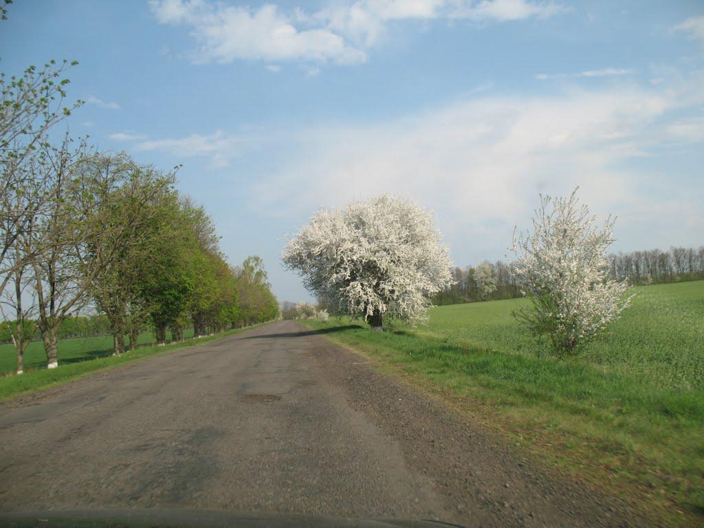 Велика Севастянівка з panoramio.com - Велика Севастянівка
