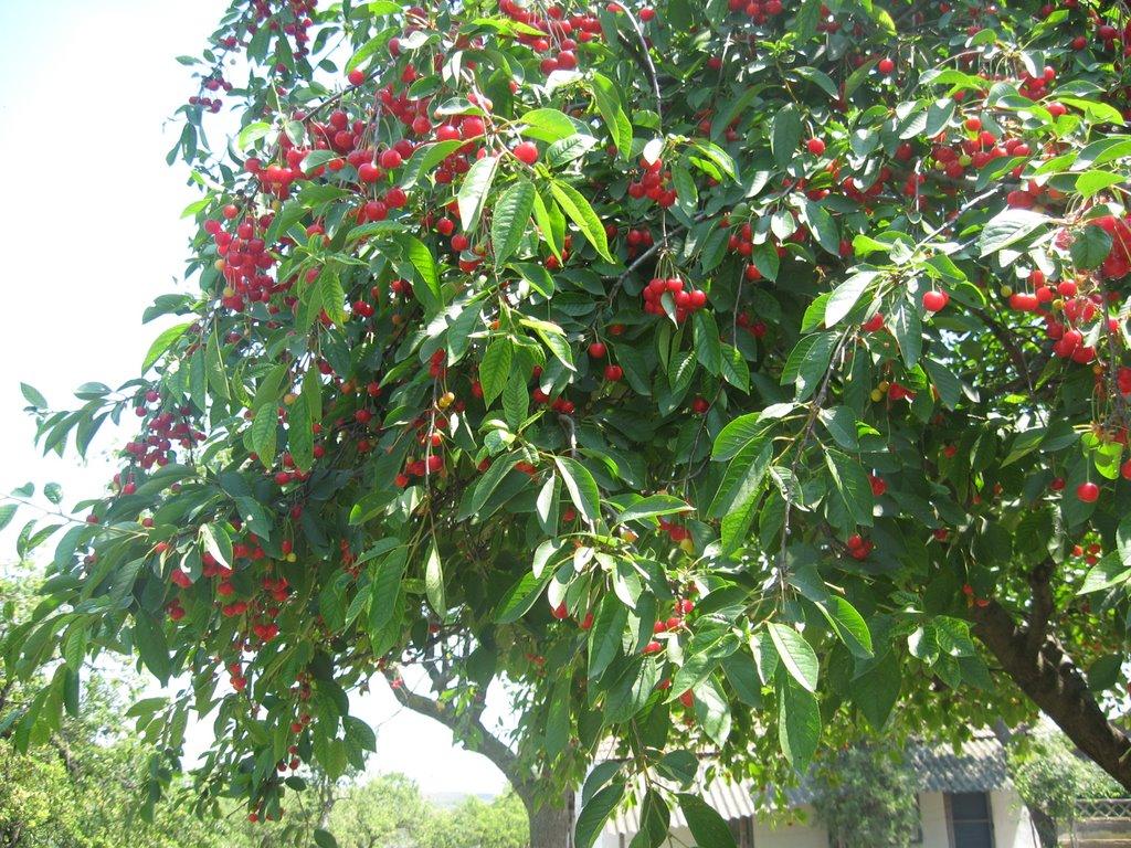 Орлівка з panoramio.com - Орловка