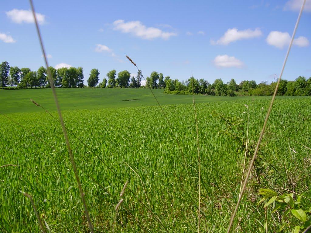 Коржівці з panoramio.com - Коржевцы