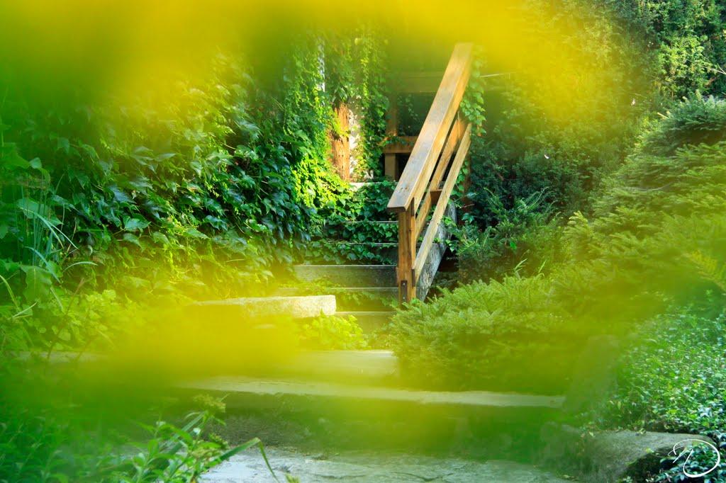 Циків з panoramio.com - Цыков