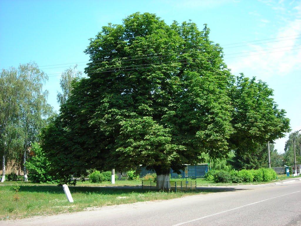 Дубіївка з panoramio.com - Дубіївка