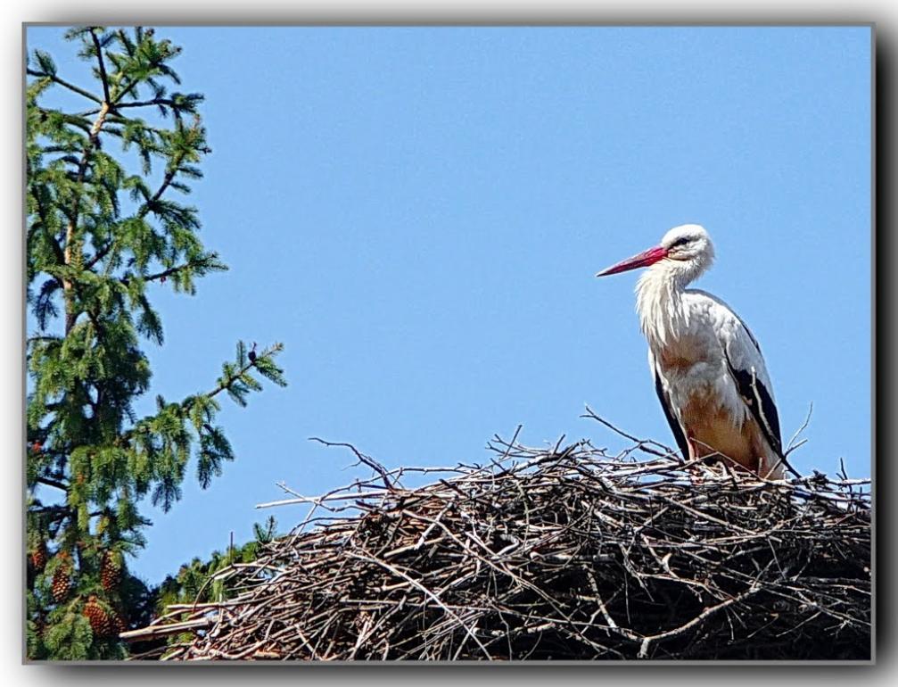 Язловець з panoramio.com - Язловец