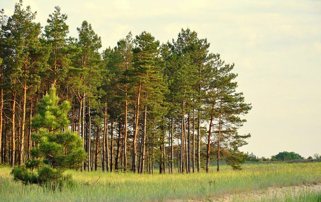 Буркути з panoramio.com - Буркути