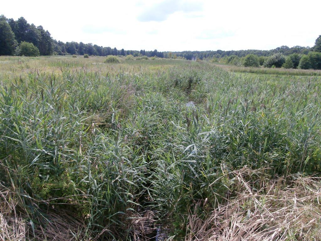 Ниговищі з panoramio.com - Ниговищі