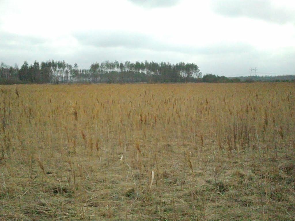 Загальці з panoramio.com - Загальці