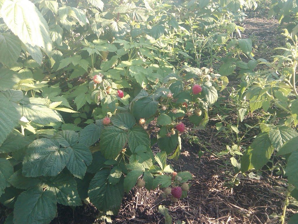 Руська Лозова з panoramio.com - Руська Лозова