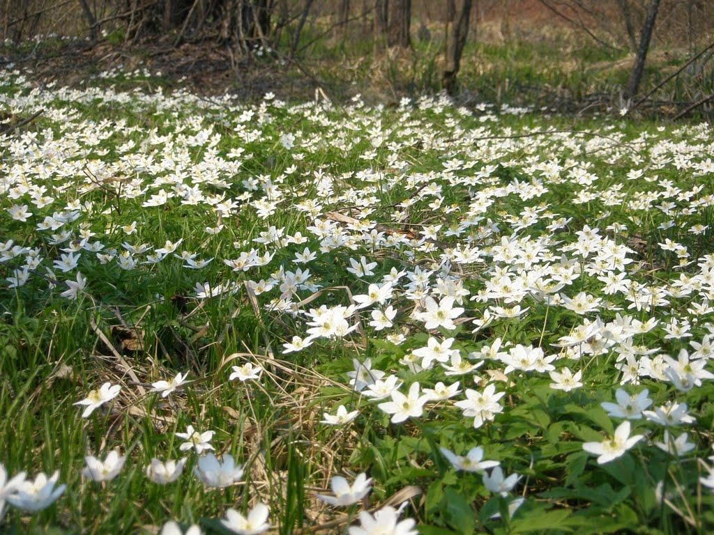 Яменець з panoramio.com - Яменець