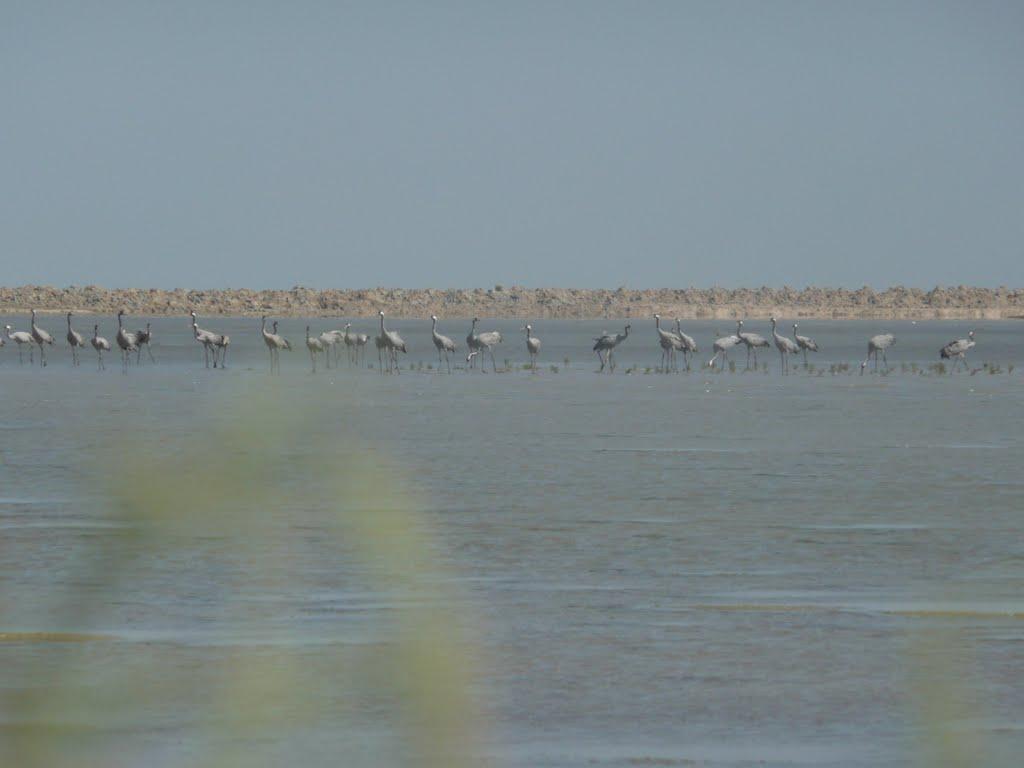 Чайкине з panoramio.com - Чайкине