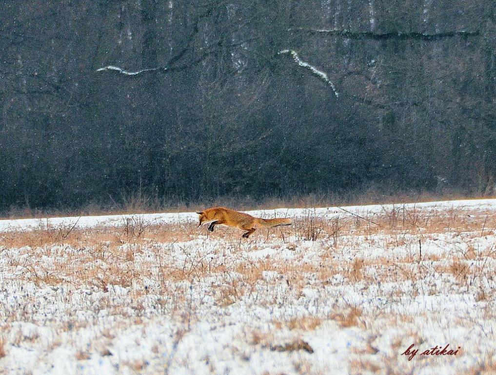 Малі Селменці з panoramio.com - Малые Селлменцы