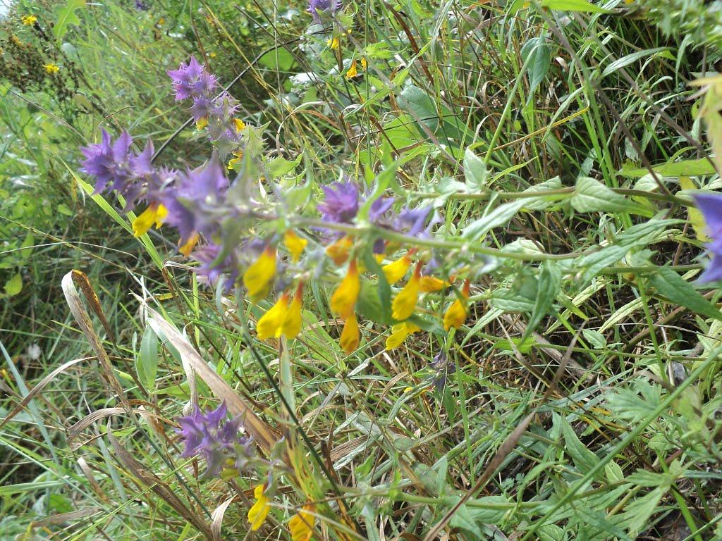 Залізний Міст з panoramio.com - Залізний Міст