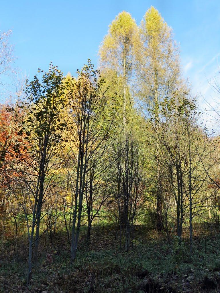 Нижня Рожанка з panoramio.com - Нижняя Рожанка