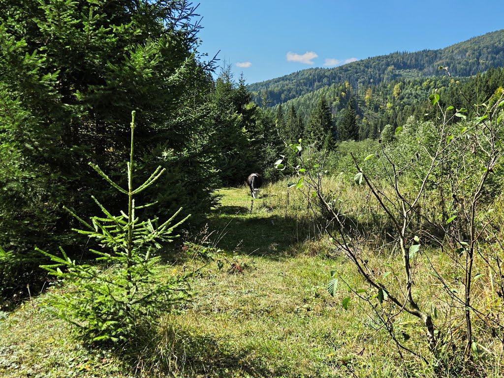 Нижня Рожанка з panoramio.com - Нижняя Рожанка