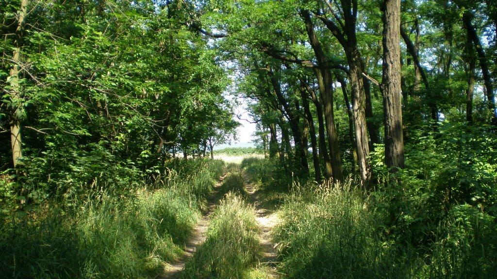 Петропавлівка з panoramio.com - Петропавлівка