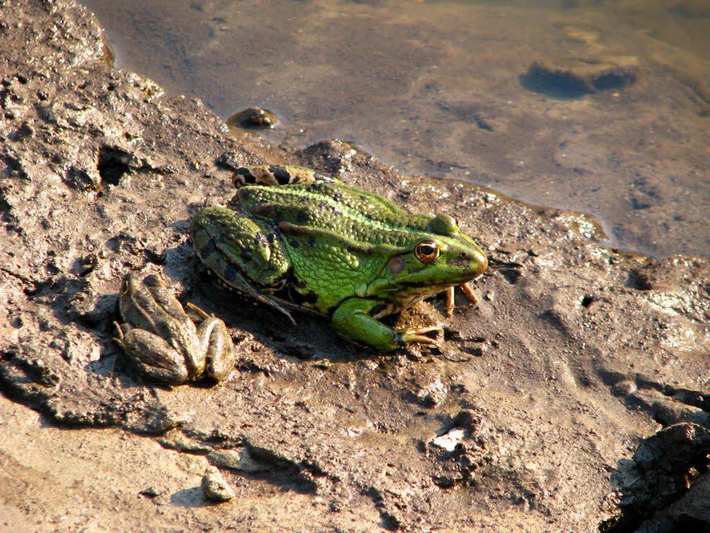 Гребінка з panoramio.com - Гребенка