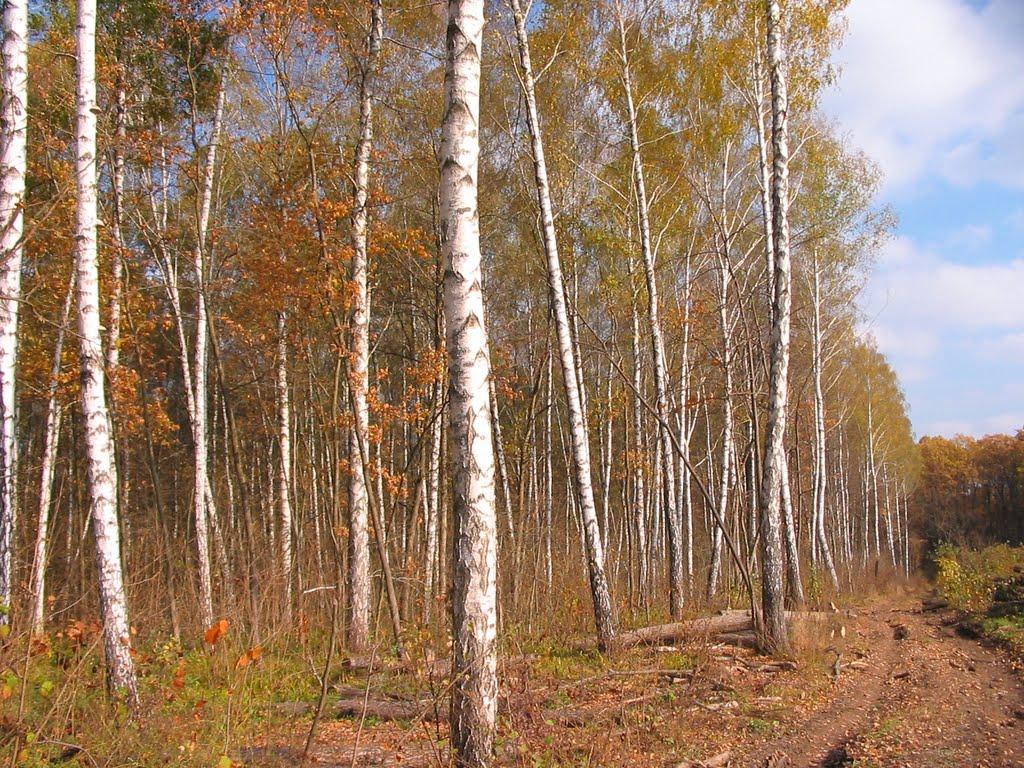 Циркуни з panoramio.com - Циркуны