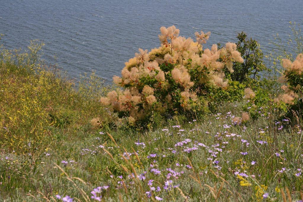 Пшонянове з panoramio.com - Пшонянове