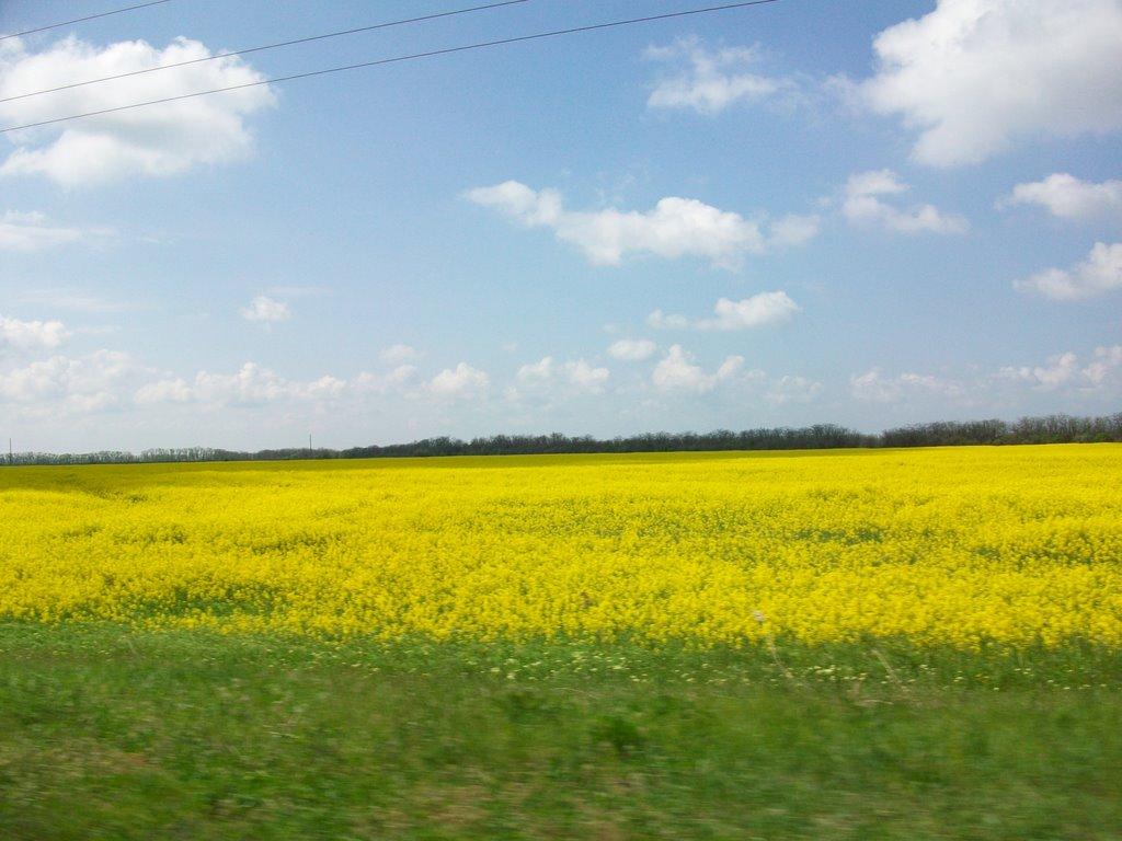 Польове з panoramio.com - Польове