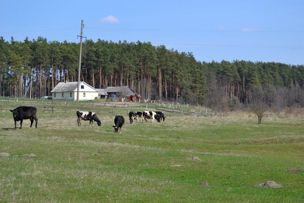 Звіздівка з panoramio.com - Звіздівка