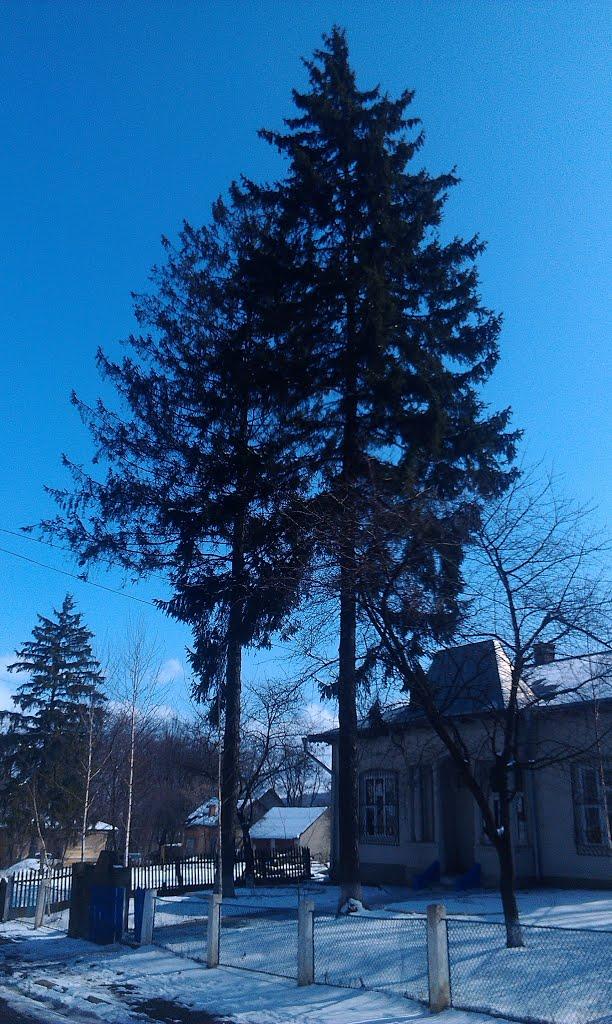 Могилівка з panoramio.com - Могилівка