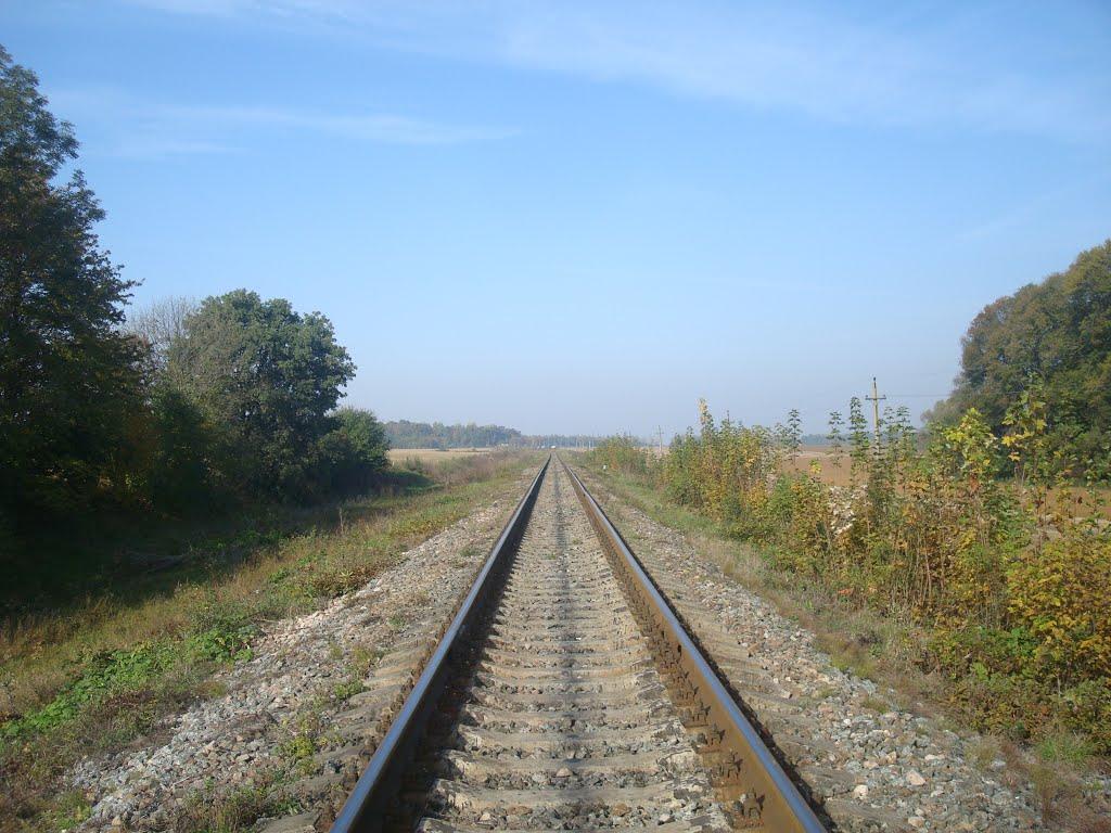 Лісоводи з panoramio.com - Лесоводы