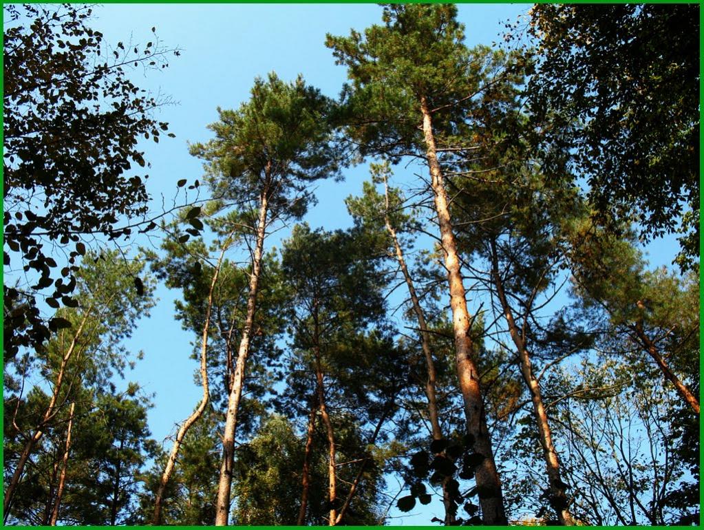 Букачівці з panoramio.com - Букачівці