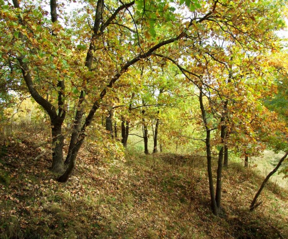 Старі Кошари з panoramio.com - Старі Кошари