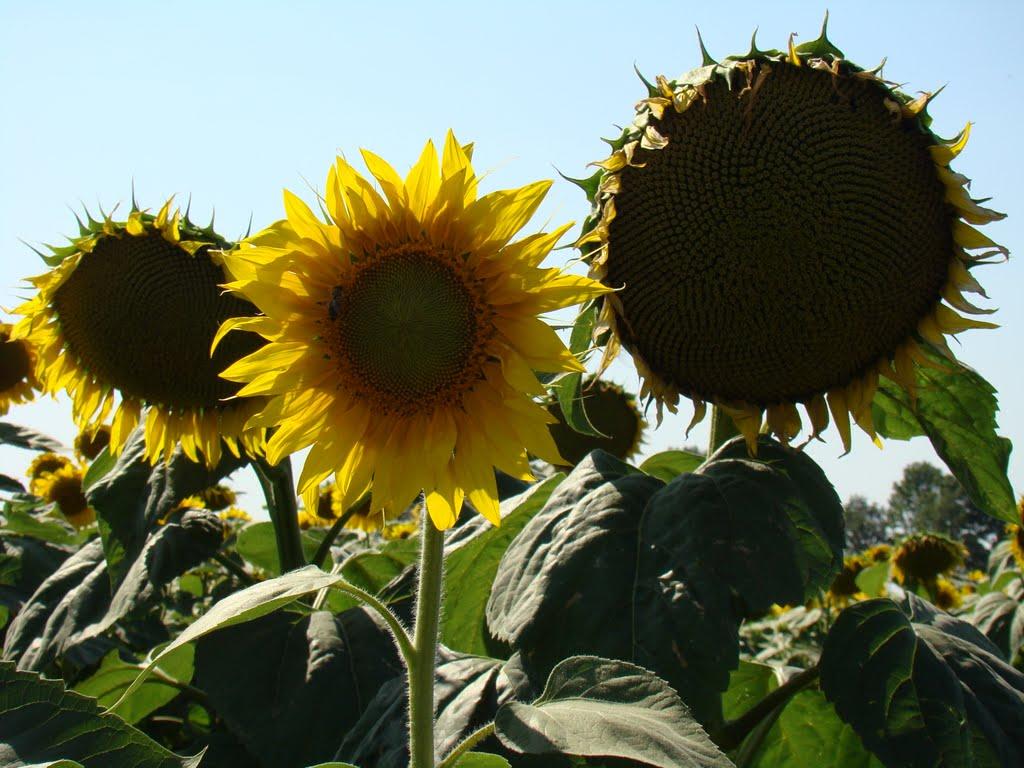 Димитрова з panoramio.com - Димитрова