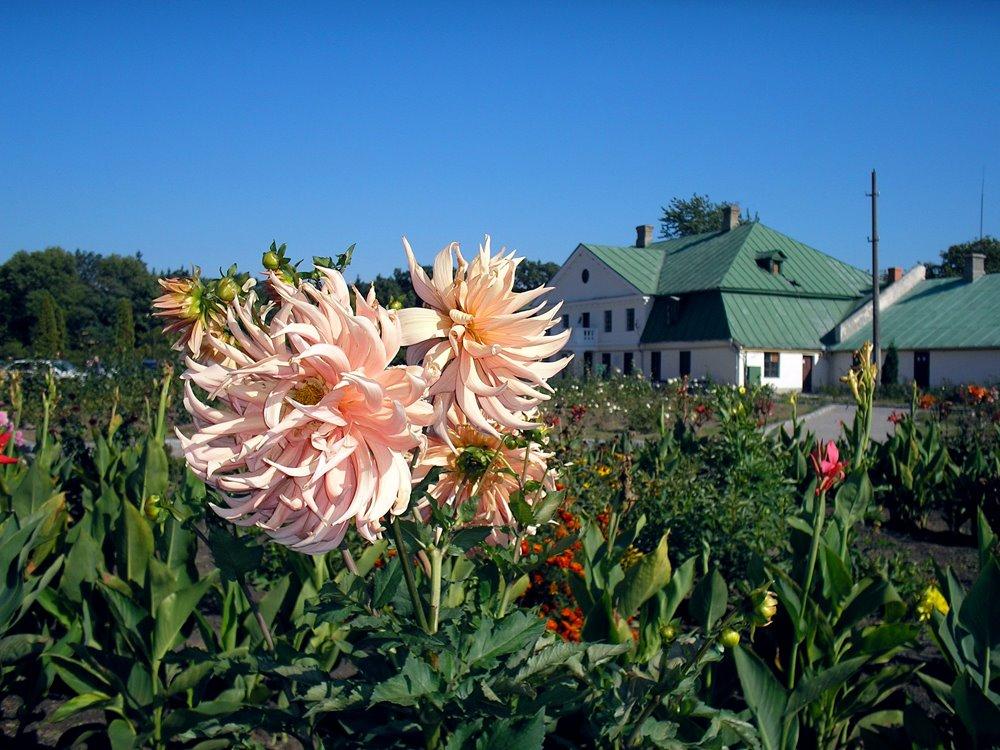 Глибочка з panoramio.com - Glybochka