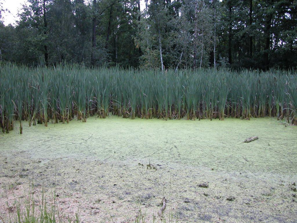 Бакаївка з panoramio.com - Бакаевка